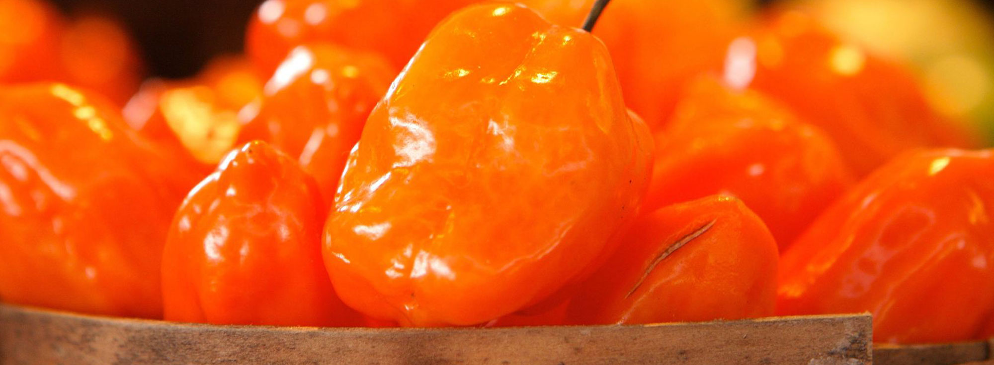 RisyngHy Habaneros